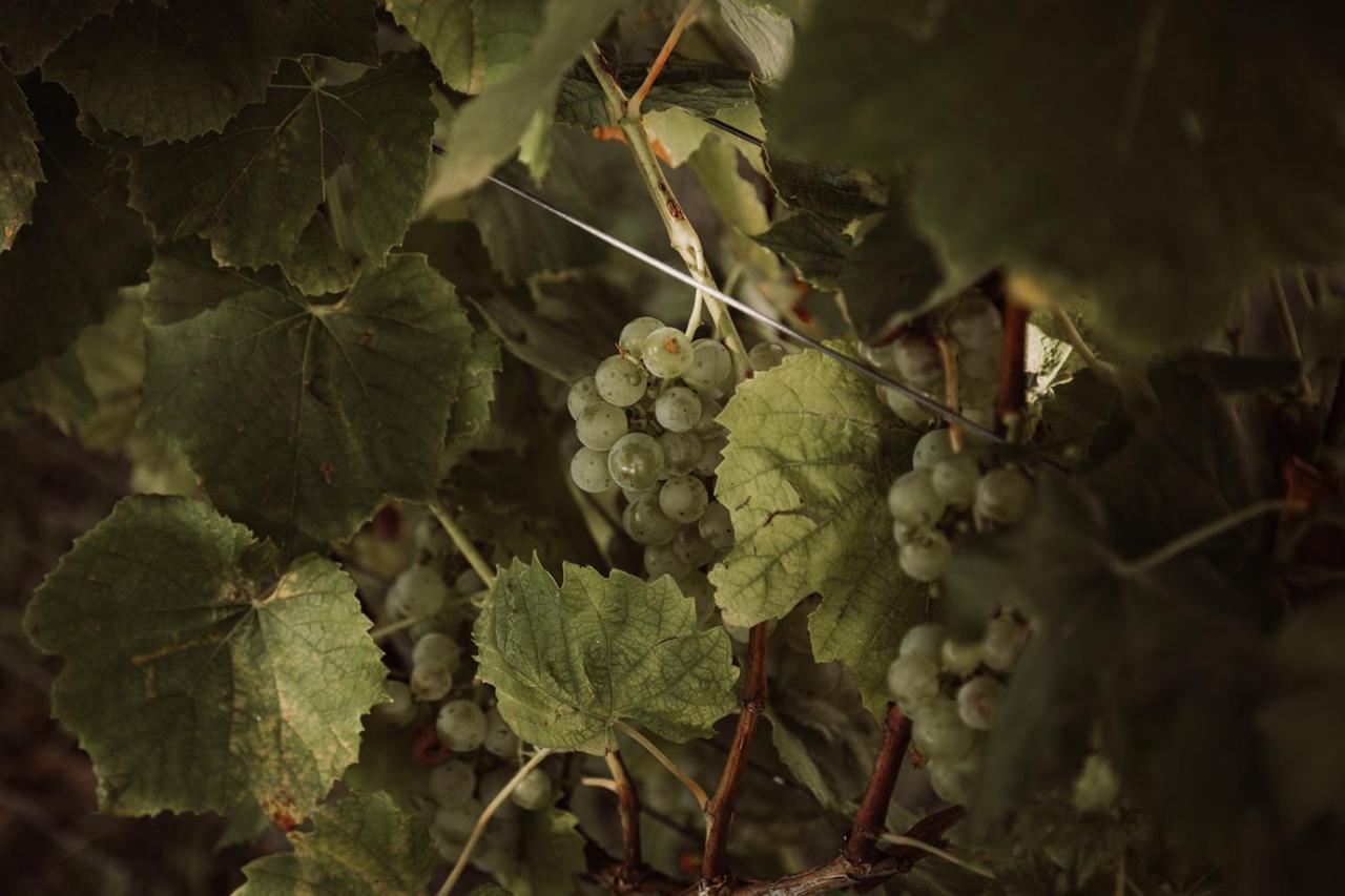 루트스카치 Weingut Kollerhof Am Eichberg 빌라 외부 사진