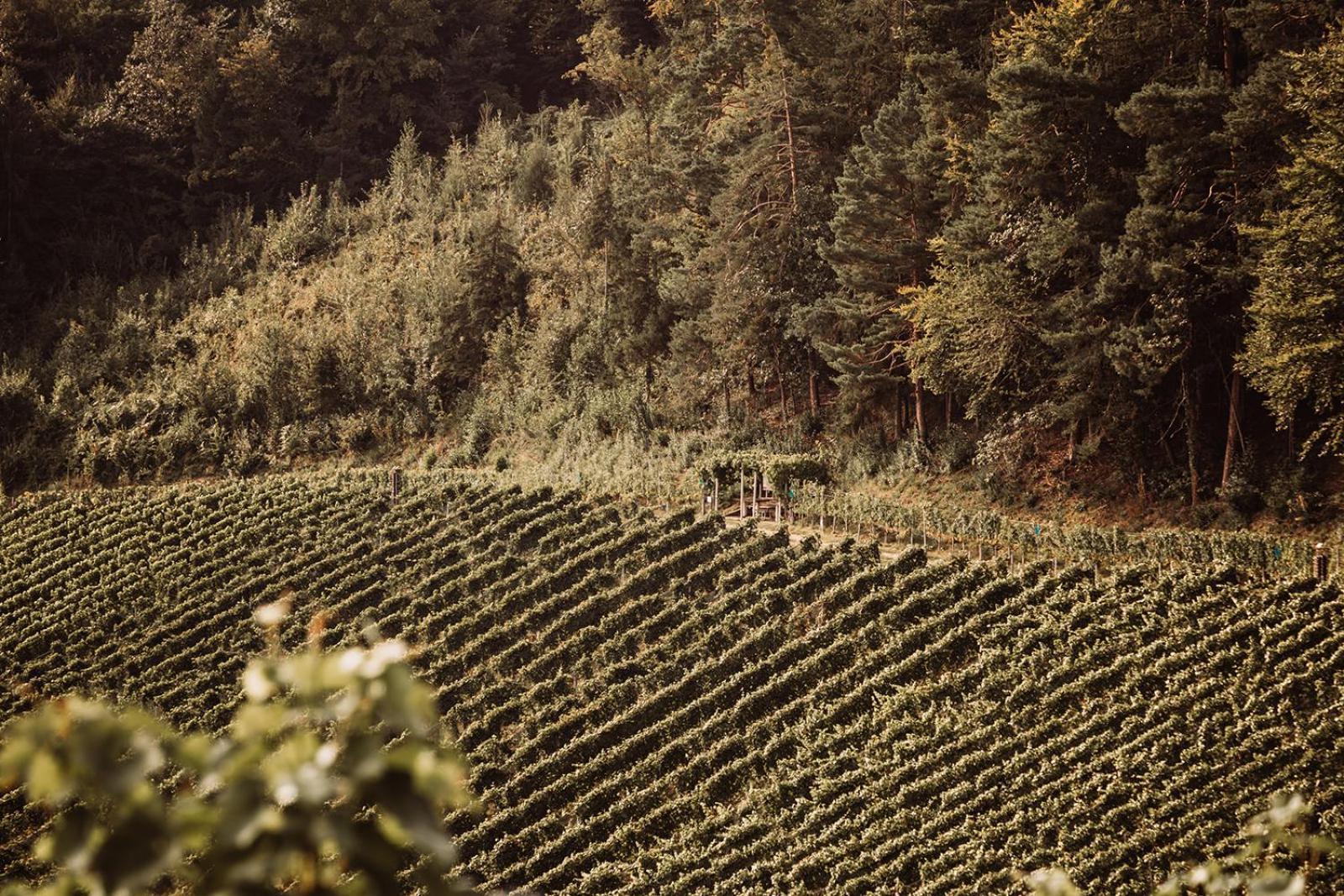 루트스카치 Weingut Kollerhof Am Eichberg 빌라 외부 사진